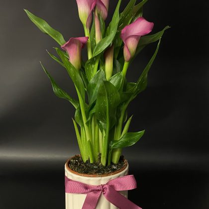 Özel Seramik Saksıda Lüks Gala Çiçeği-Sevgililer Günü Hediyesi