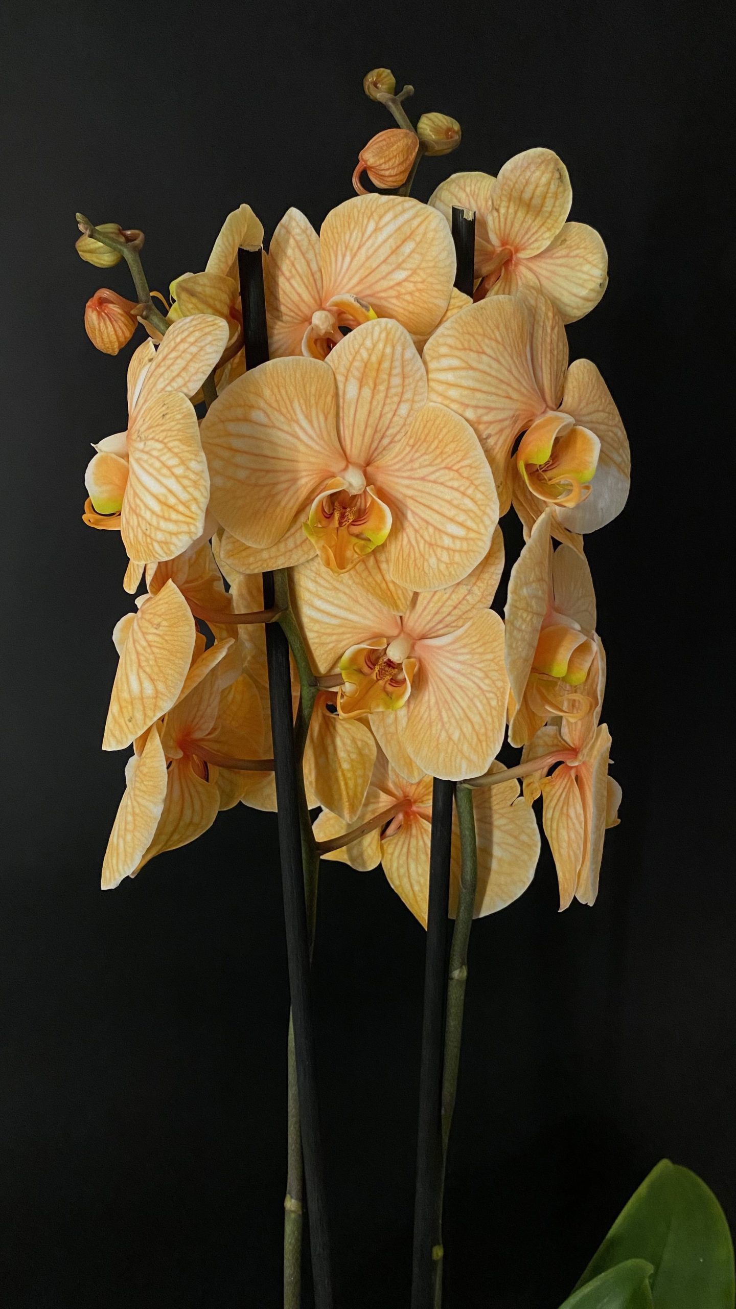 Özel Seramik Vazoda Hollanda Turuncu Çift Dallı Orkide-Sevgililer Günü Hediyesi