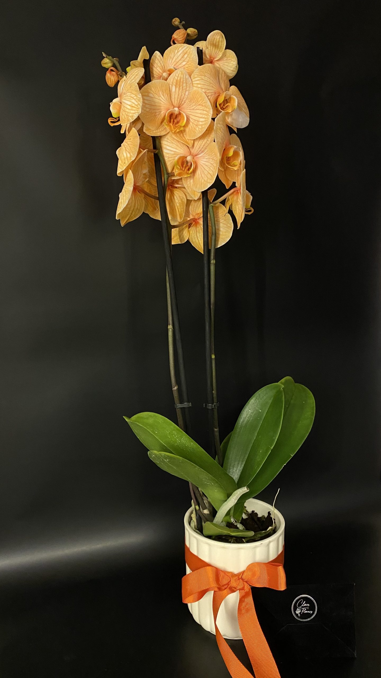 Özel Seramik Vazoda Hollanda Turuncu Çift Dallı Orkide-Sevgililer Günü Hediyesi - Görsel 2