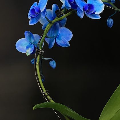 Özel Mavi Orkide