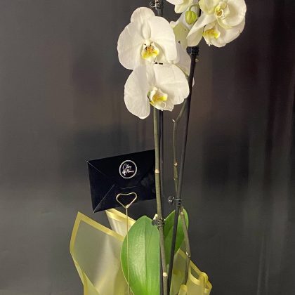Hollanda Beyaz Çift Dallı Orkide (Seramik Vazoda)