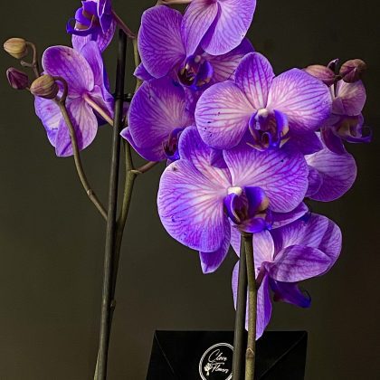 Hollanda Mor Orkide Çift Dallı Seramik Vazoda