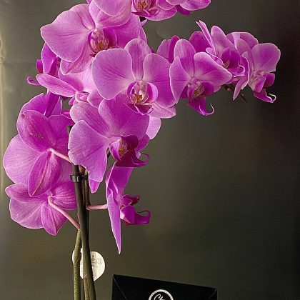 Hollanda Pembe (Fuşya) Çift Dallı Orkide Seramik Vazoda