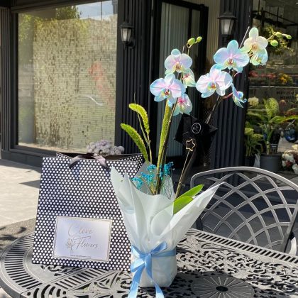 Hollanda Bordo-Mavi Çift Dallı Orkide