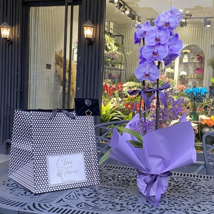 Hollanda Çift Dallı Mor Orkide